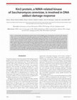 Research paper thumbnail of Kin3 protein, a NIMA-related kinase of Saccharomyces cerevisiae , is involved in DNA adduct damage response