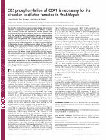 Research paper thumbnail of CK2 phosphorylation of CCA1 is necessary for its circadian oscillator function in Arabidopsis