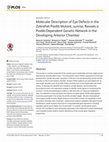 Research paper thumbnail of Molecular Description of Eye Defects in the Zebrafish Pax6b Mutant, sunrise, Reveals a Pax6b-Dependent Genetic Network in the Developing Anterior Chamber