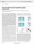 Research paper thumbnail of The transcription factor Engrailed-2 guides retinal axons