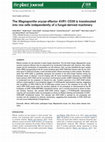 Research paper thumbnail of The Magnaporthe oryzae effector AVR1-CO39 is translocated into rice cells independently of a fungal-derived machinery