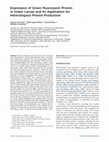 Research paper thumbnail of Expression of green fluorescent protein in insect larvae and its application for heterologous protein production