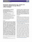 Research paper thumbnail of Endophytic B radyrhizobium spp. isolates from sugarcane obtained through different culture strategies