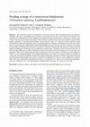 Research paper thumbnail of Feeding ecology of a carnivorous bladderwort (Utricularia uliginosa, Lentibulariaceae