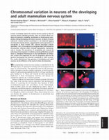 Research paper thumbnail of Chromosomal variation in neurons of the developing and adult mammalian nervous system