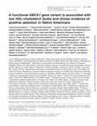 Research paper thumbnail of A functional ABCA1 gene variant is associated with low HDL-cholesterol levels and shows evidence of positive selection in Native Americans