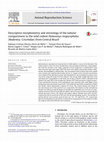 Research paper thumbnail of Descriptive morphometry and stereology of the tubular compartment in the wild rodent Hylaeamys megacephalus (Rodentia: Cricetidae) from Central Brazil