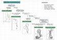 Research paper thumbnail of Clave Dicotómica para Suborden Aplousobranchia (Urochordata: Ascidiacea)