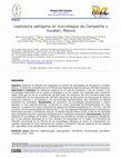 Research paper thumbnail of Leptospira patógena en murciélagos de Campeche y Yucatán, México