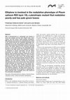 Research paper thumbnail of Ethylene is involved in the nodulation phenotype of Pisum sativum R50 (sym 16), a pleiotropic mutant that nodulates poorly and has pale green leaves