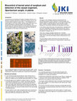 Research paper thumbnail of Biocontrol of kernel smut of sorghum and detection of the causal organism, Sporisorium sorghi, in planta