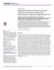 Research paper thumbnail of Replication Protein A Presents Canonical Functions and Is Also Involved in the Differentiation Capacity of Trypanosoma cruzi