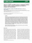 Research paper thumbnail of Absence of SUN1 and SUN2 proteins in Arabidopsis thaliana leads to a delay in meiotic progression and defects in synapsis and recombination