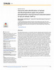 Research paper thumbnail of Genome wide identification of wheat and Brachypodium type one protein phosphatases and functional characterization of durum wheat TdPP1a