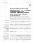 Research paper thumbnail of Neuroplastic Changes Following Brain Ischemia and their Contribution to Stroke Recovery: Novel Approaches in Neurorehabilitation