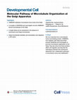 Research paper thumbnail of Molecular Pathway of Microtubule Organization at the Golgi Apparatus