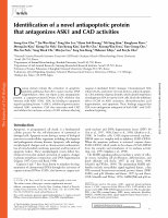 Research paper thumbnail of Identification of a novel antiapoptotic protein that antagonizes ASK1 and CAD activities