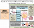 Research paper thumbnail of Figure S1- The Developmental Programming of Mitochondrial Biology Hypothesis: a conceptual framework from Developmental programming of mitochondrial biology: a conceptual framework and review