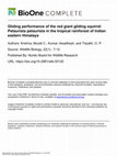 Research paper thumbnail of Gliding performance of the red giant gliding squirrel Petaurista petaurista in the tropical rainforest of Indian eastern Himalaya