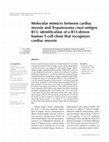 Research paper thumbnail of Molecular mimicry between cardiac myosin and Trypanosoma cruzi antigen B13: identification of a B13-driven human T cell clone that recognizes cardiac myosin