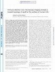 Research paper thumbnail of Immuno-electron cryo-microscopy imaging reveals a looped topology of apoB at the surface of human LDL