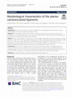 Research paper thumbnail of Morphological characteristics of the plantar calcaneocuboid ligaments