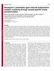 Research paper thumbnail of Neuregulin-1 Potentiates Agrin-Induced Acetylcholine Receptor Clustering via Muscle Specific Kinase Phosphorylation