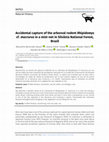 Research paper thumbnail of Accidental capture of the arboreal rodent Rhipidomys cf. macrurus in a mist-net in Silvânia National Forest, Brazil