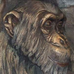  Chimpanzee