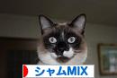 にほんブログ村 猫ブログ シャムMIXへ
