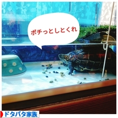 にほんブログ村 家族ブログ ドタバタ家族へ