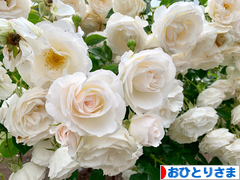 にほんブログ村 ライフスタイルブログ おひとりさまへ