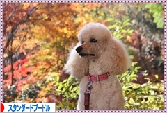 にほんブログ村 犬ブログ スタンダードプードルへ