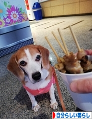 にほんブログ村 ライフスタイルブログ 自分らしい暮らしへ