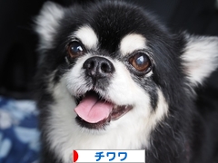 にほんブログ村 犬ブログ チワワへ
