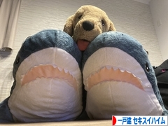 にほんブログ村 住まいブログ 一戸建 セキスイハイムへ