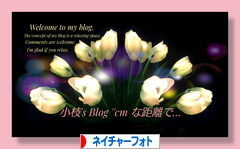 にほんブログ村 写真ブログ ネイチャーフォトへ