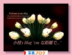 にほんブログ村 写真ブログへ