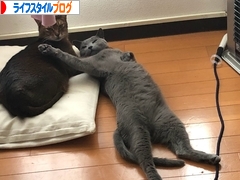 にほんブログ村 ライフスタイルブログへ