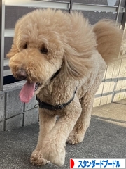 にほんブログ村 犬ブログ スタンダードプードルへ