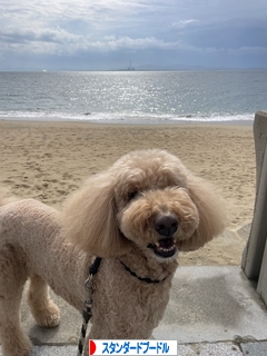 にほんブログ村 犬ブログ スタンダードプードルへ