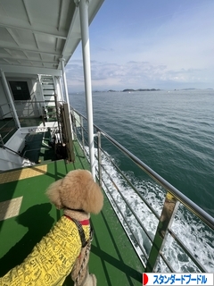 にほんブログ村 犬ブログ スタンダードプードルへ