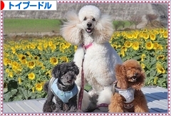 にほんブログ村 犬ブログ トイプードルへ