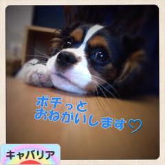 �ɂق�u���O�� ���u���O �L���o���A��