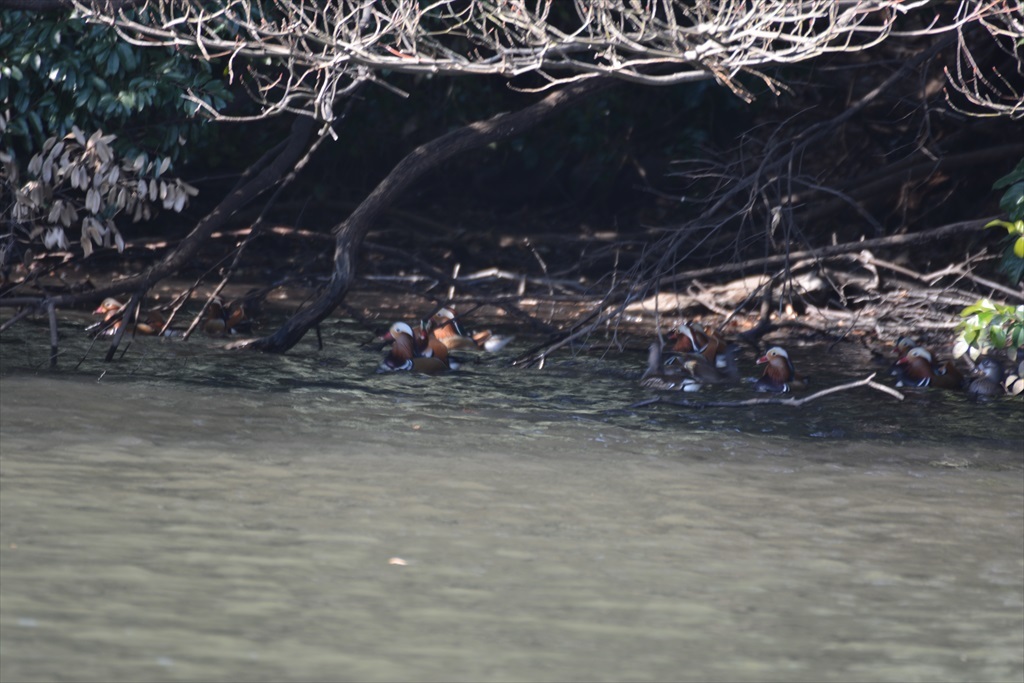 カメラとレンズとを変えて試す（２）