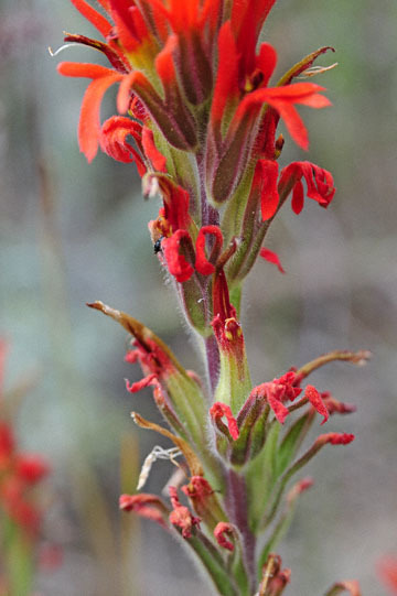 blog 51 26E Ochoco NF, 207 Mitchell, Indian Paintbrush (?), OR_DSC1055-5.3.16.jpg