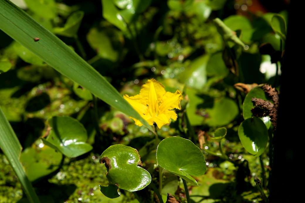 ８月の近所の公園にて（２）