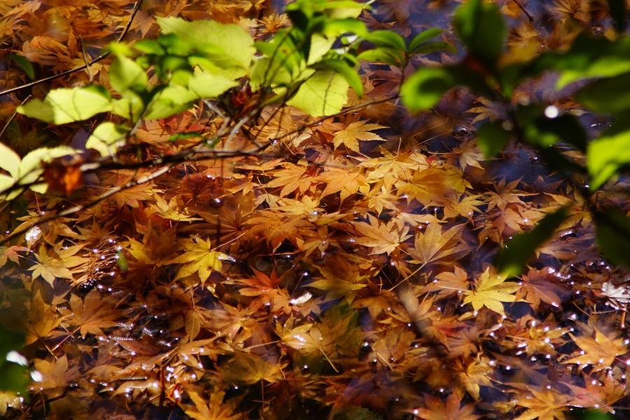 紅葉　もみじ　続き