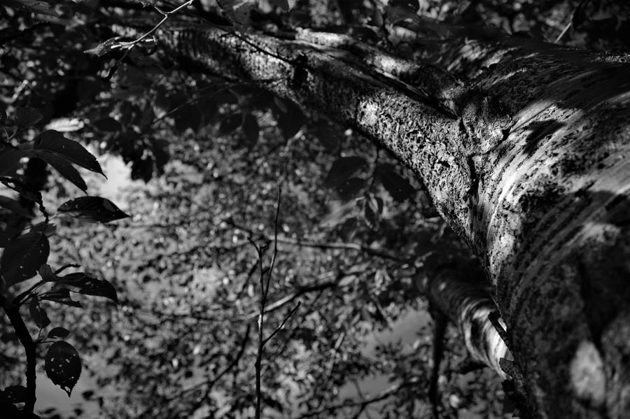 夏の日の光と影