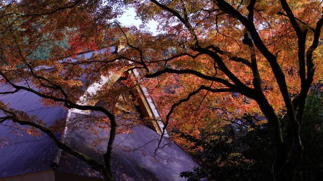 高源寺の紅葉2